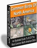 50 Most Common Birds of North America eBook