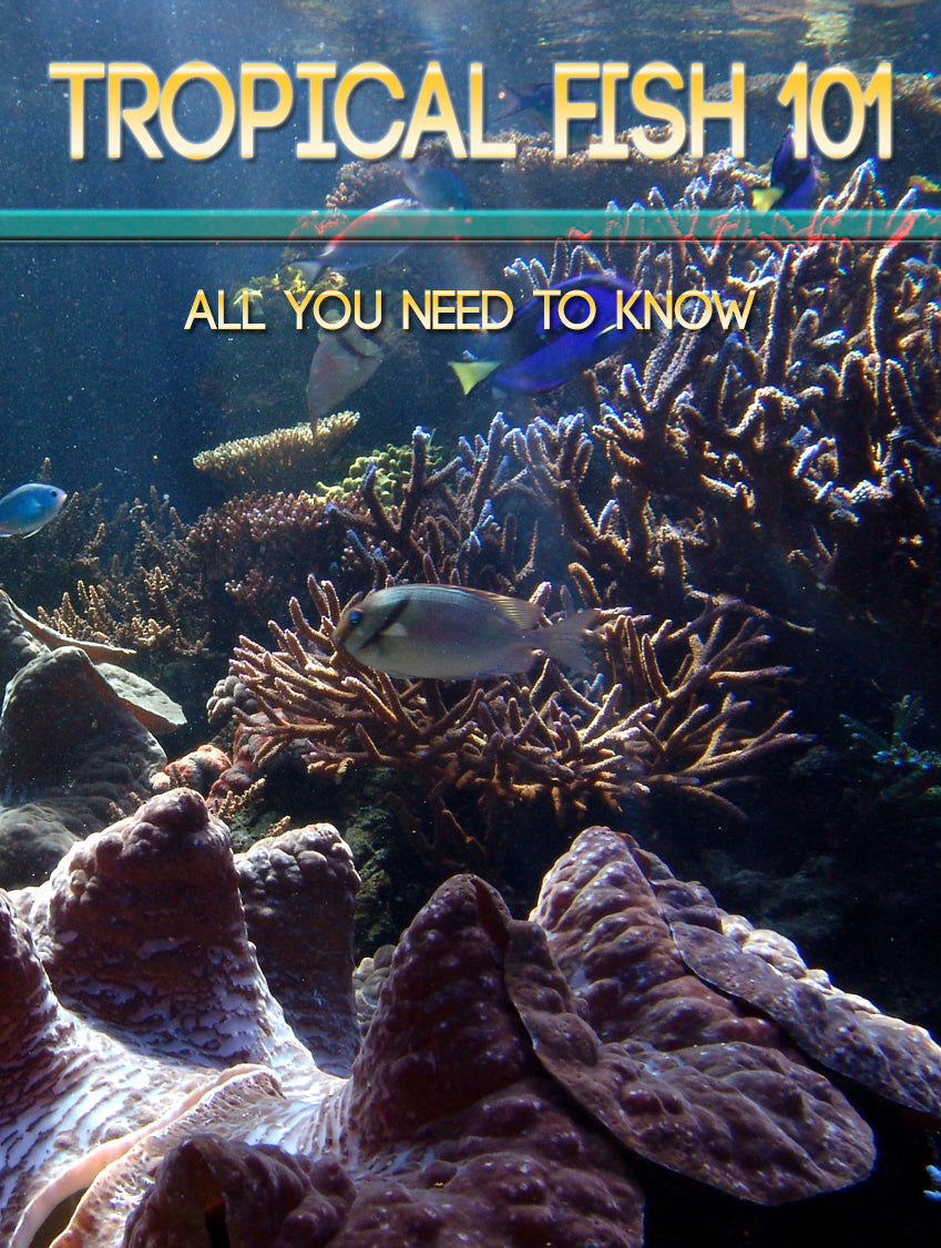Tropical Fish 101 eBook