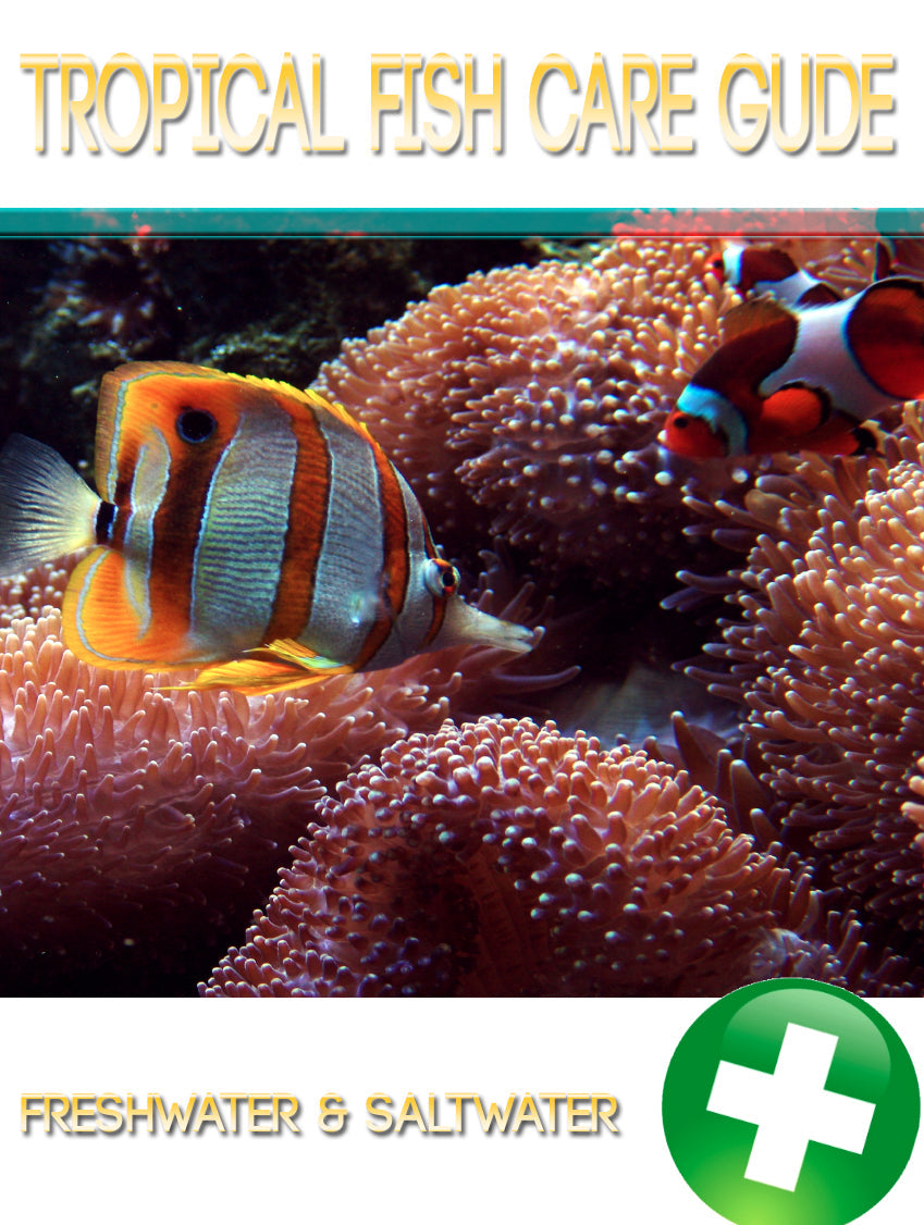 Tropical Fish Care Guide eBook